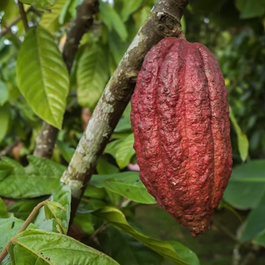 Buah Coklat